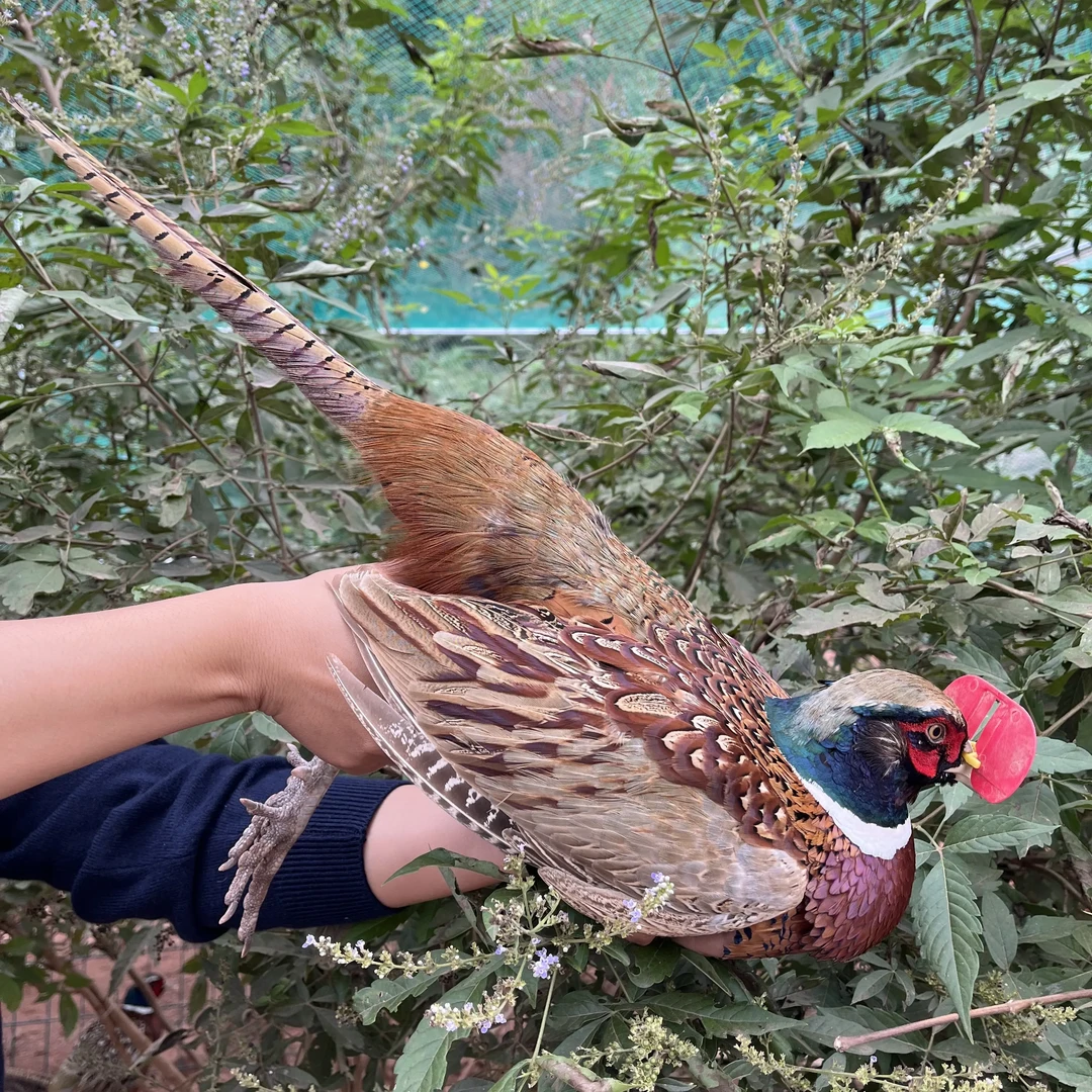 (肖总专属多规格)农家散养七彩山鸡新鲜整鸡包邮