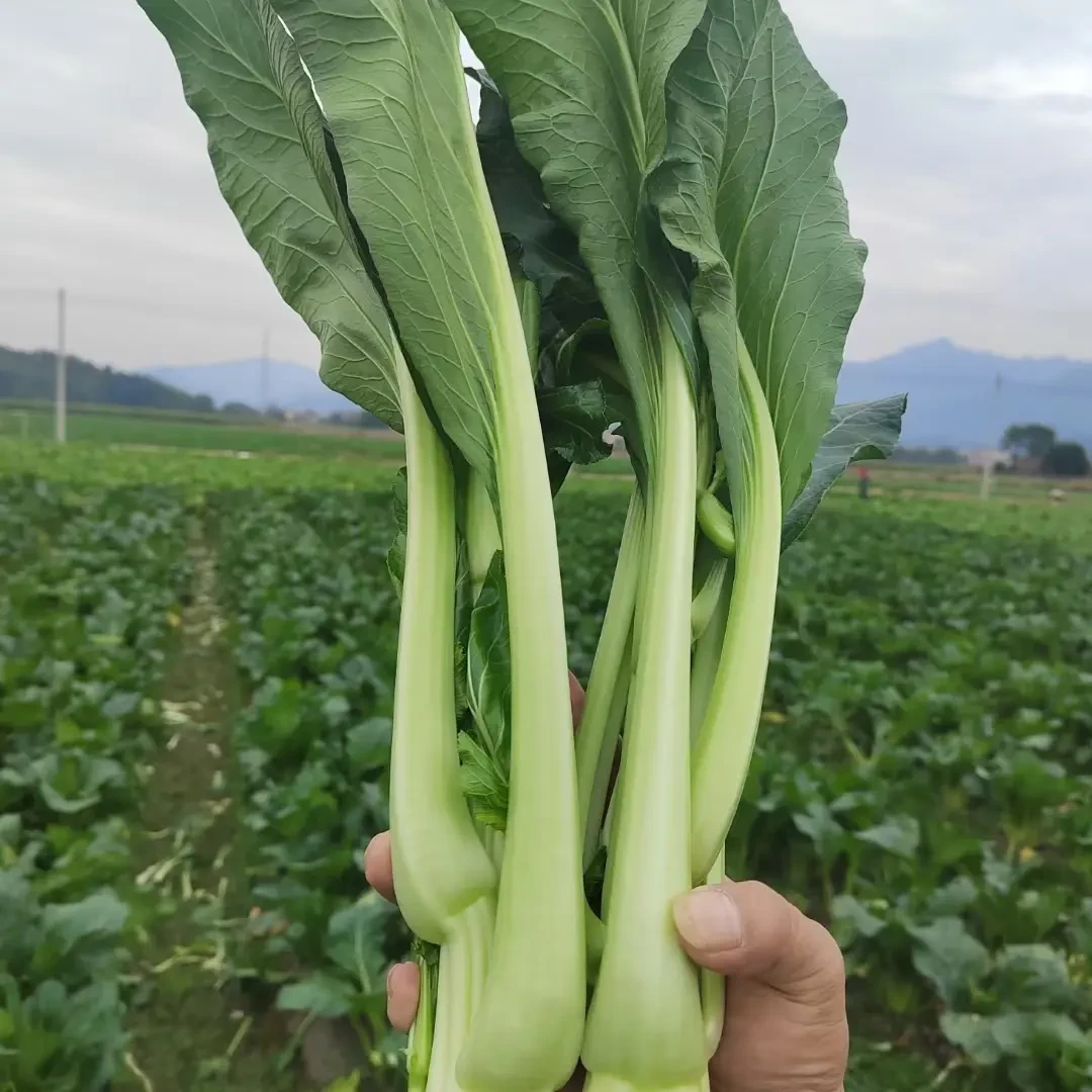 连州迟菜心鲜嫩多汁清甜无渣自然生长产地直供新鲜蔬菜包邮到家
