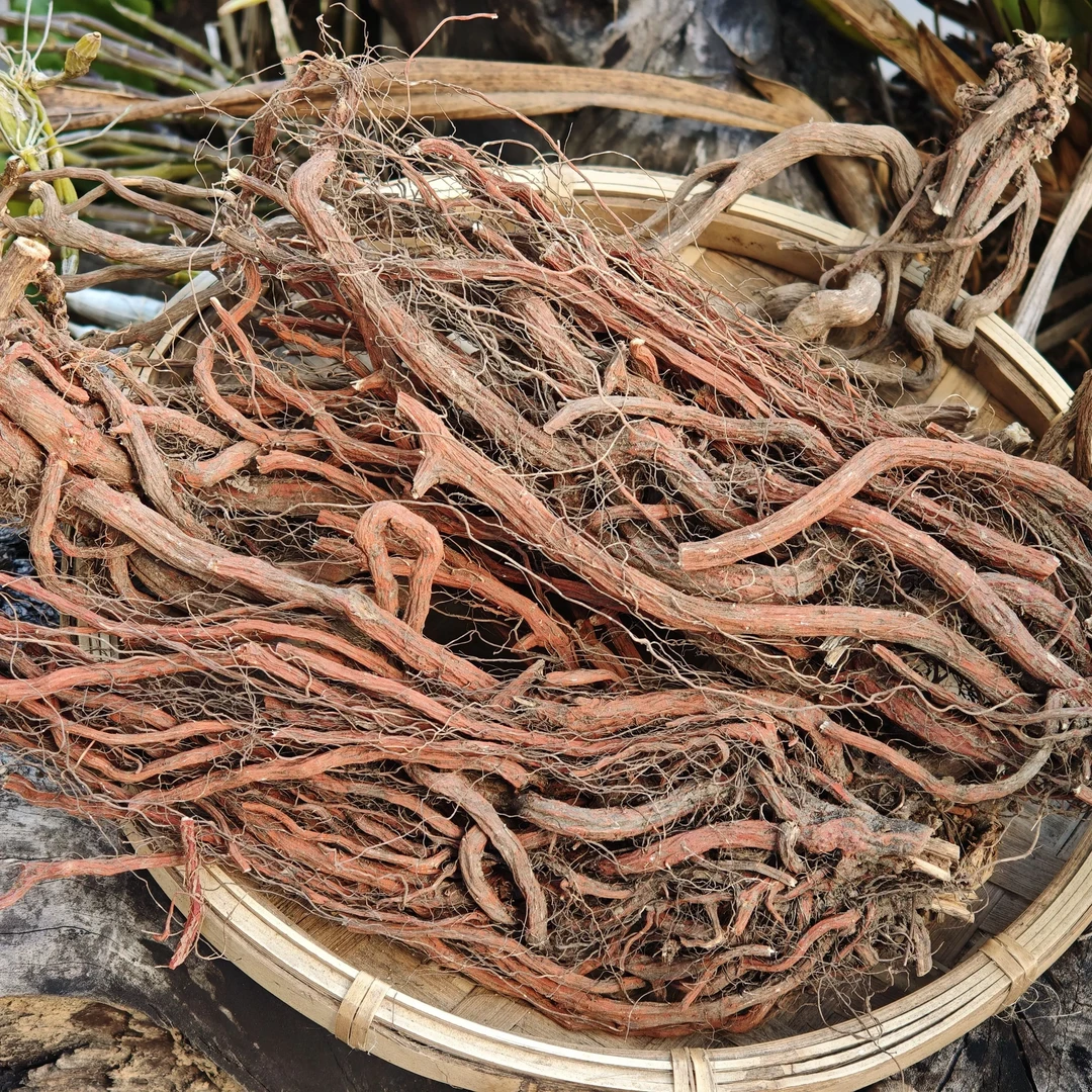 丹参/云南大山里的丹参