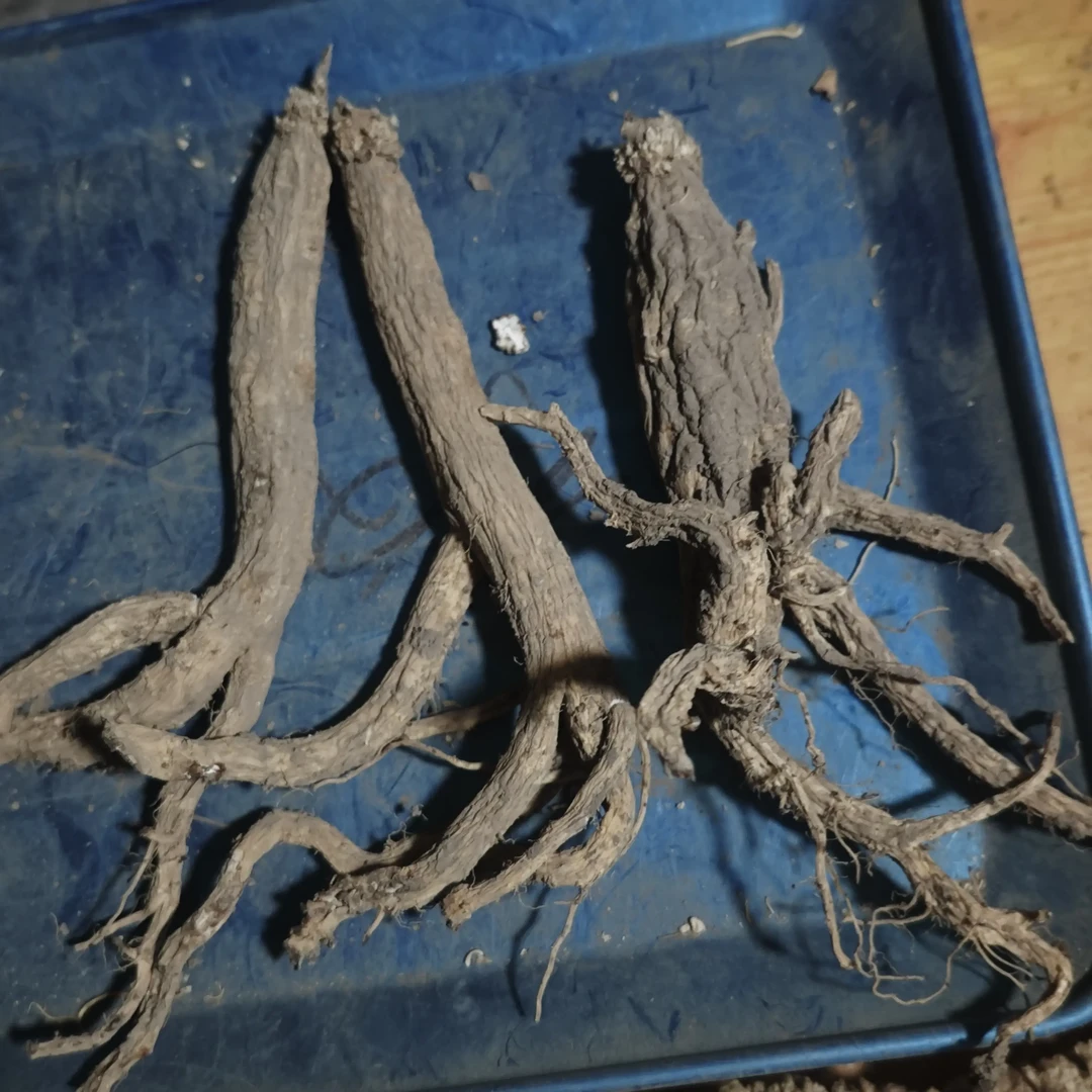 甘肃高原整根野党参