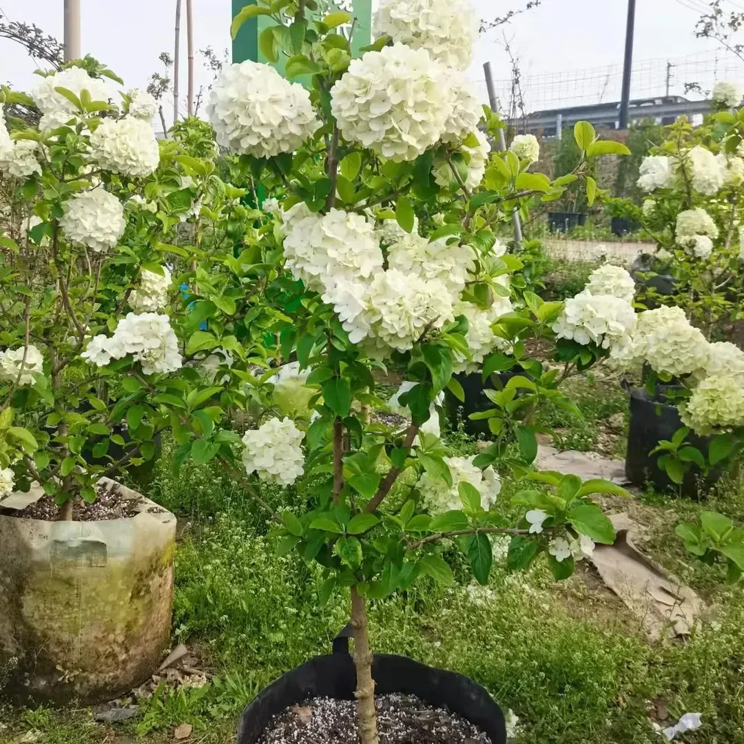 【基地现挖现发】木绣球树苗大花斗球室内外庭院绣球花耐寒耐旱树