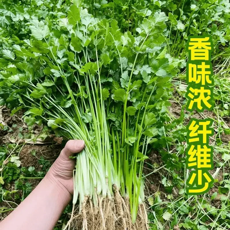 下单发5包大叶四季速生香菜种子耐热耐抽薹芫荽春秋四季蔬菜盆栽
