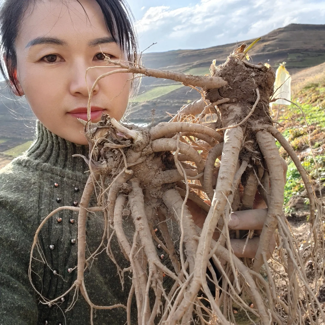 新鲜当归】原产地新鲜可煲汤泡酒滋补炖鸡的甘肃岷县特产