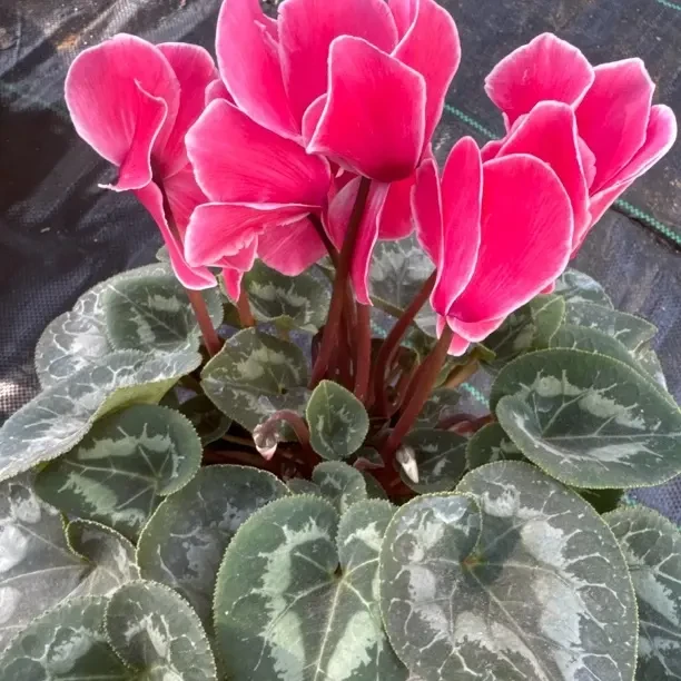 水蜜桃仙客来带花苞室内花卉好养观花盆栽桌面植物