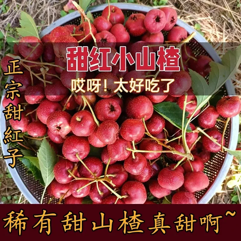 沂蒙山甜红子山楂鲜果七分甜三分酸产地果园直发