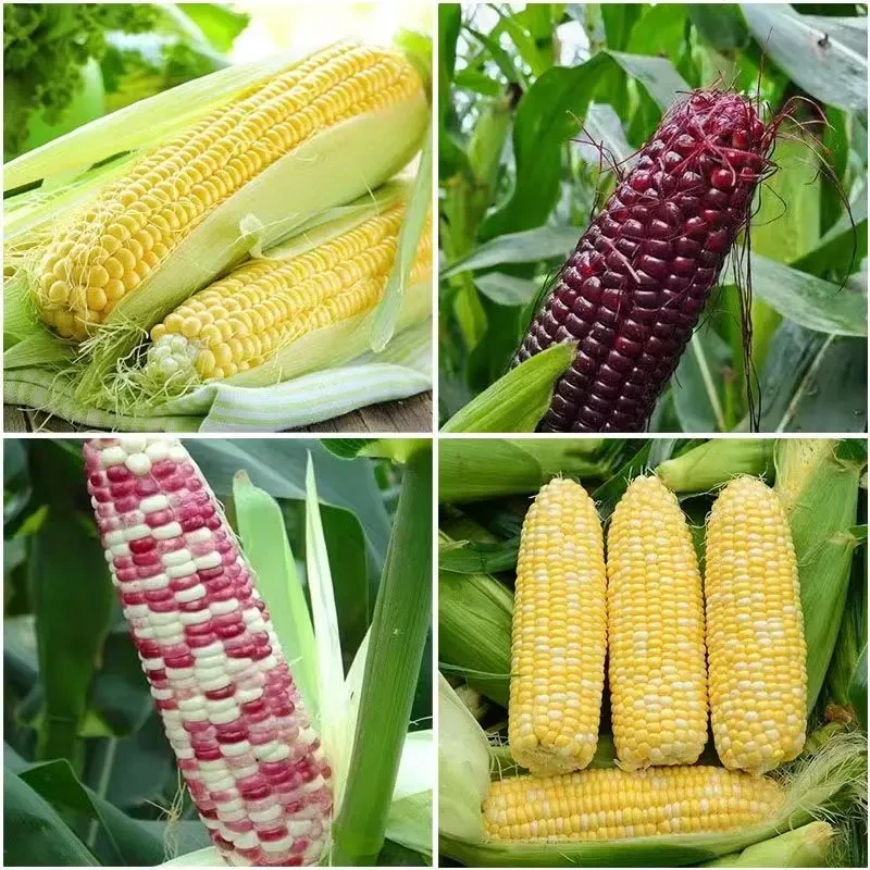 水果玉米苗秧新鲜糯玉米苗阳台盆栽玉米秧苗春秋四季种植蔬菜幼苗