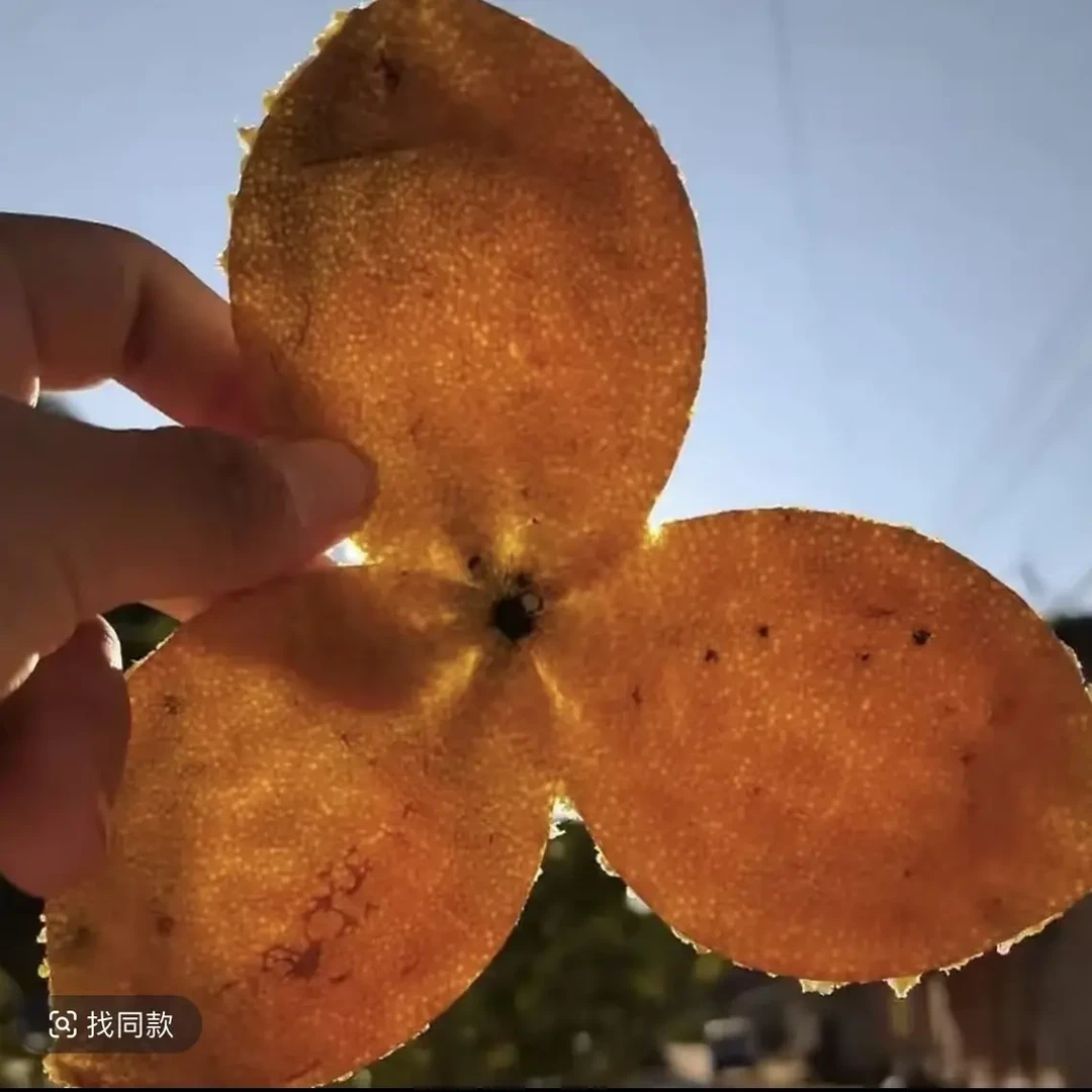 广西浦北陈皮 大红皮