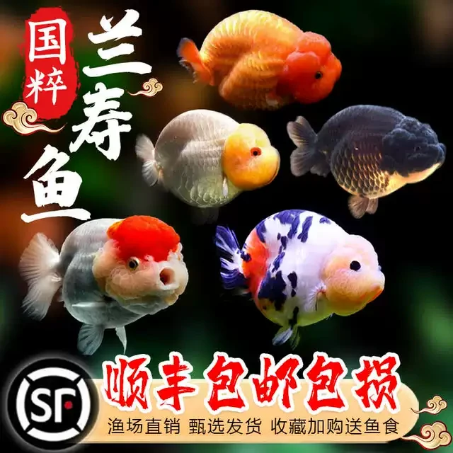 国粹冷水金鱼精品兰寿观赏鱼蛋种金鱼淡水冷水好养耐活观赏鱼包邮