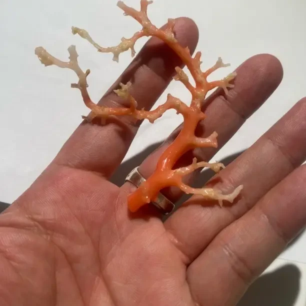 天然阿卡珊瑚树形摆件