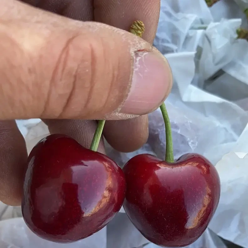 天水套袋美早大樱桃车厘子果园现摘现发