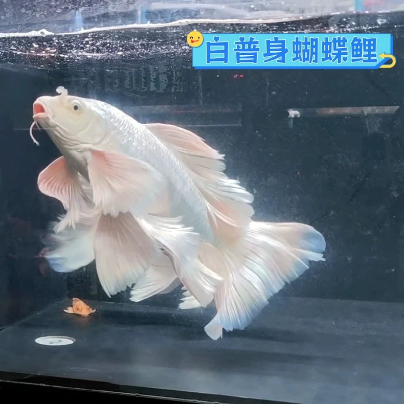 白色普身蝴蝶鲤台湾纯种贵妃宠物鱼大鳍大尾观赏鱼好养耐活冷水鱼