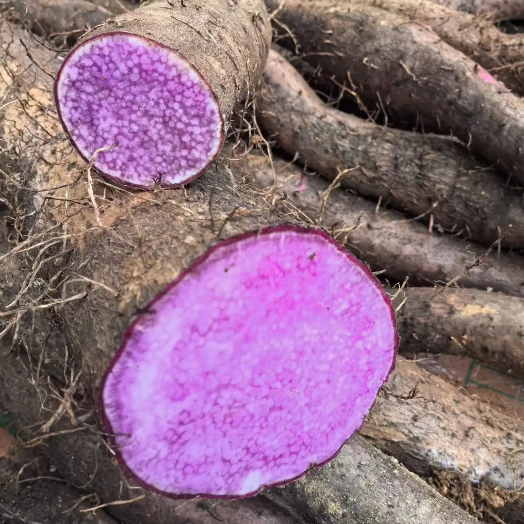 紫山药【现挖现发】云南正宗老品种山药