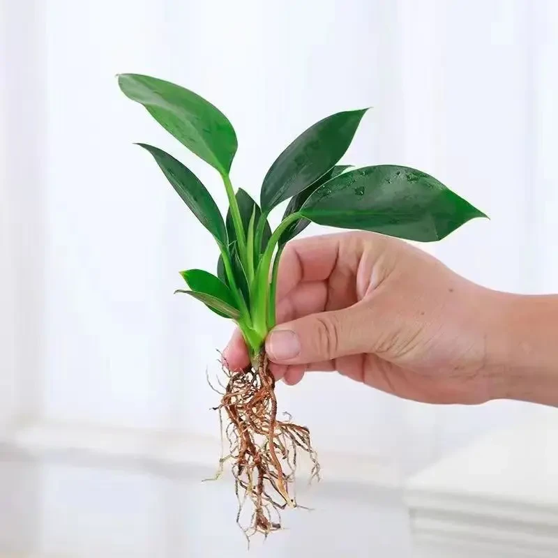 金钻绿植盆栽水培绿公主室内好养多肉植物四季常青吸醛桌面绿植