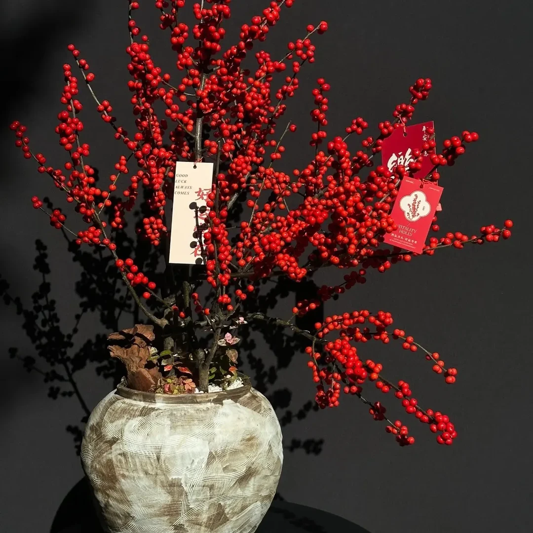 精品北美冬青一物一拍年宵花鲜花耐寒室内室外阳台庭院绿植鲜花
