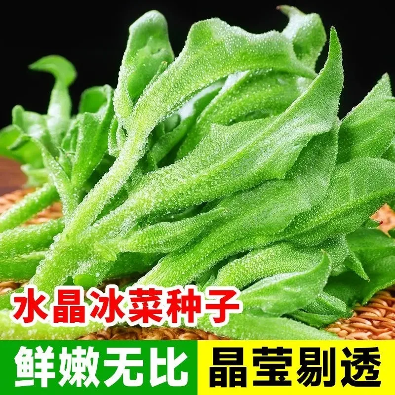 冰菜种子夏季种植家庭阳台小院盆栽蔬菜