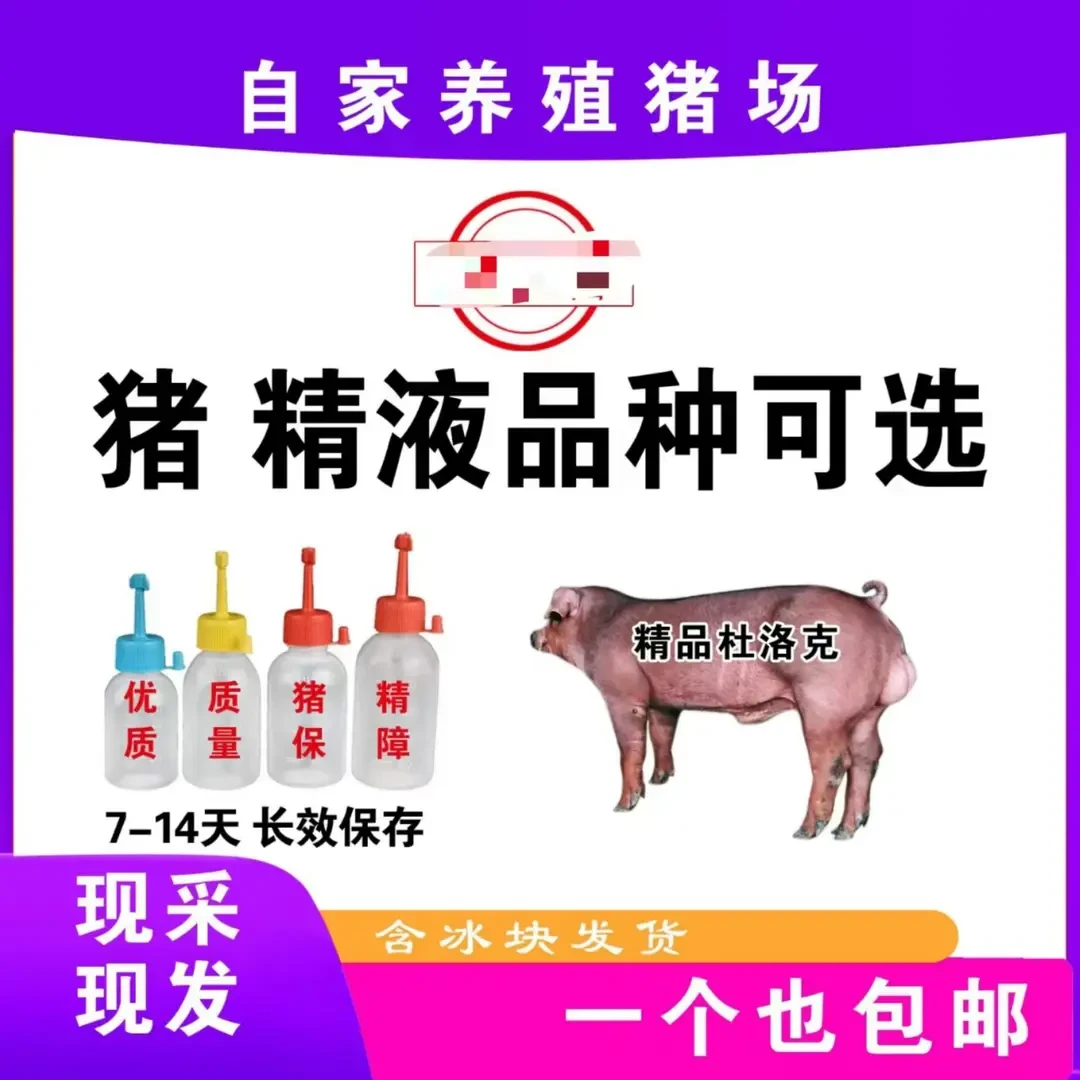 原种杜洛克种公猪精一个包邮包活原种杜洛克种公猪精一个包邮包活