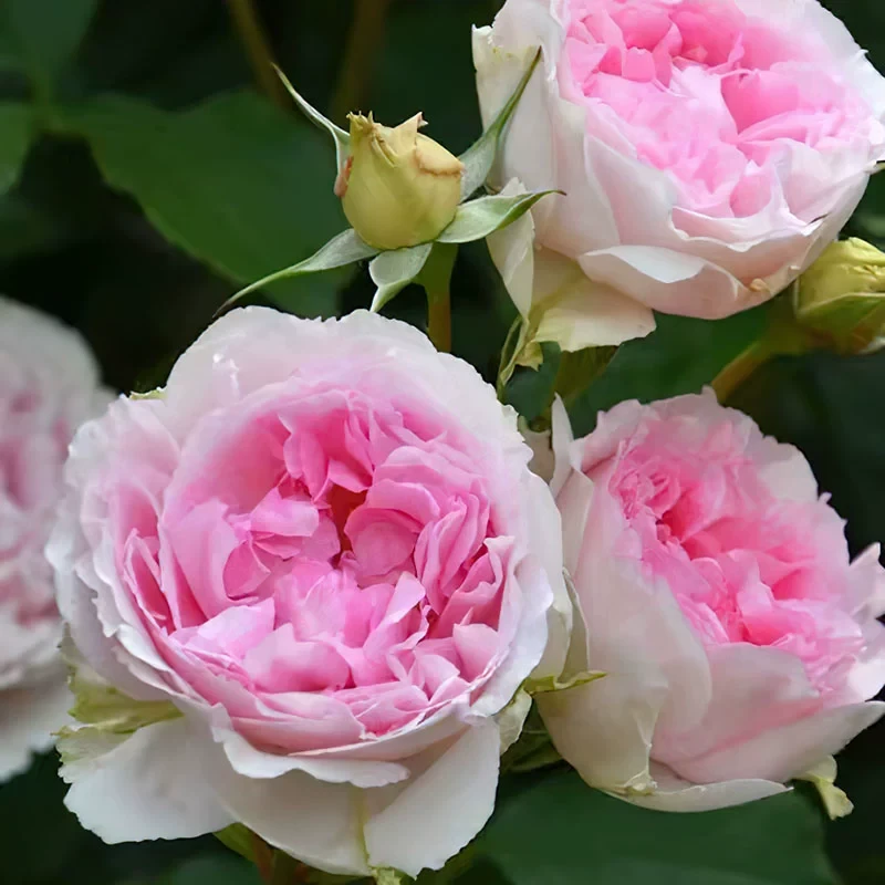 四季月季 木村卓功 灌木大花浓香 粉色 可藤 耐热 庭院盆栽花卉