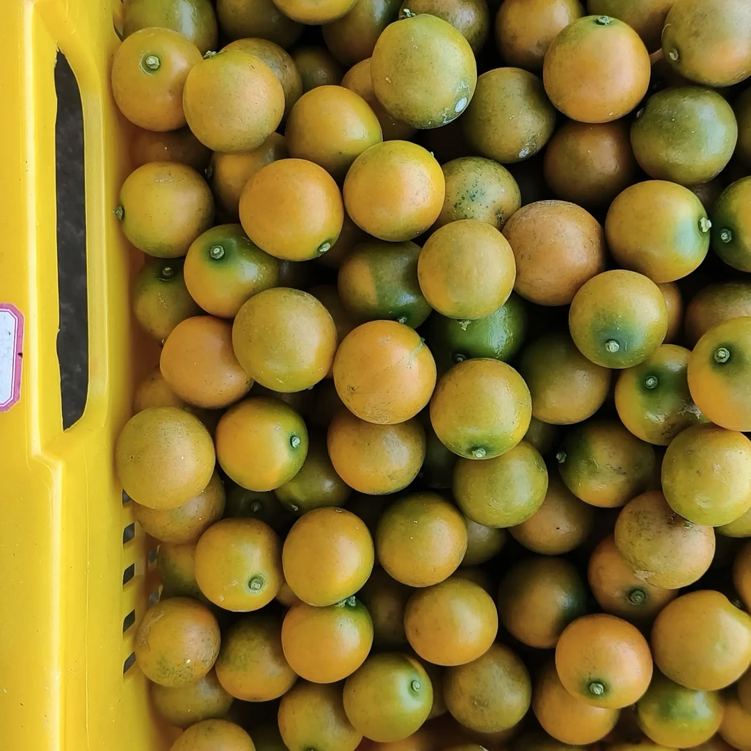 广西融安脆皮金桔新鲜水果当季现摘滑皮金桔孕妇水果整箱包邮