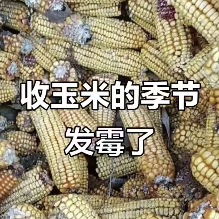 玉米防霉变腐烂叶面肥有效解决方案通用花生玉米