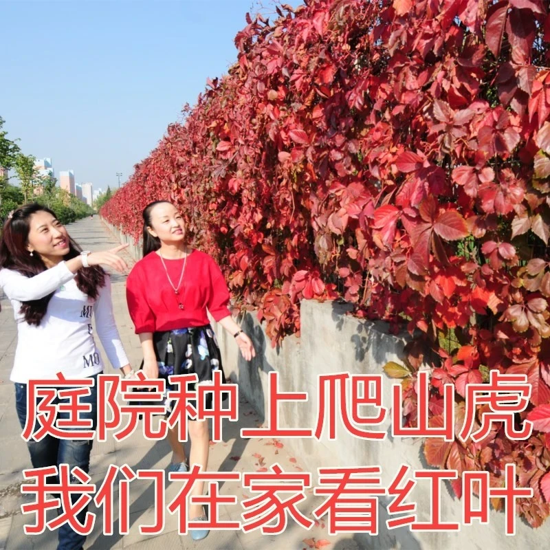 爬墙虎苗爬山虎苗爬藤植物四季爬山虎苗盆栽户外绿化三叶五叶攀援