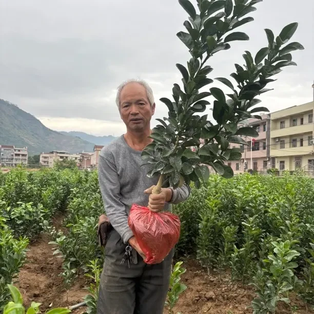度尾正宗文旦柚树苗嫁接果苗南方北方种植盆栽地栽原土带土发货
