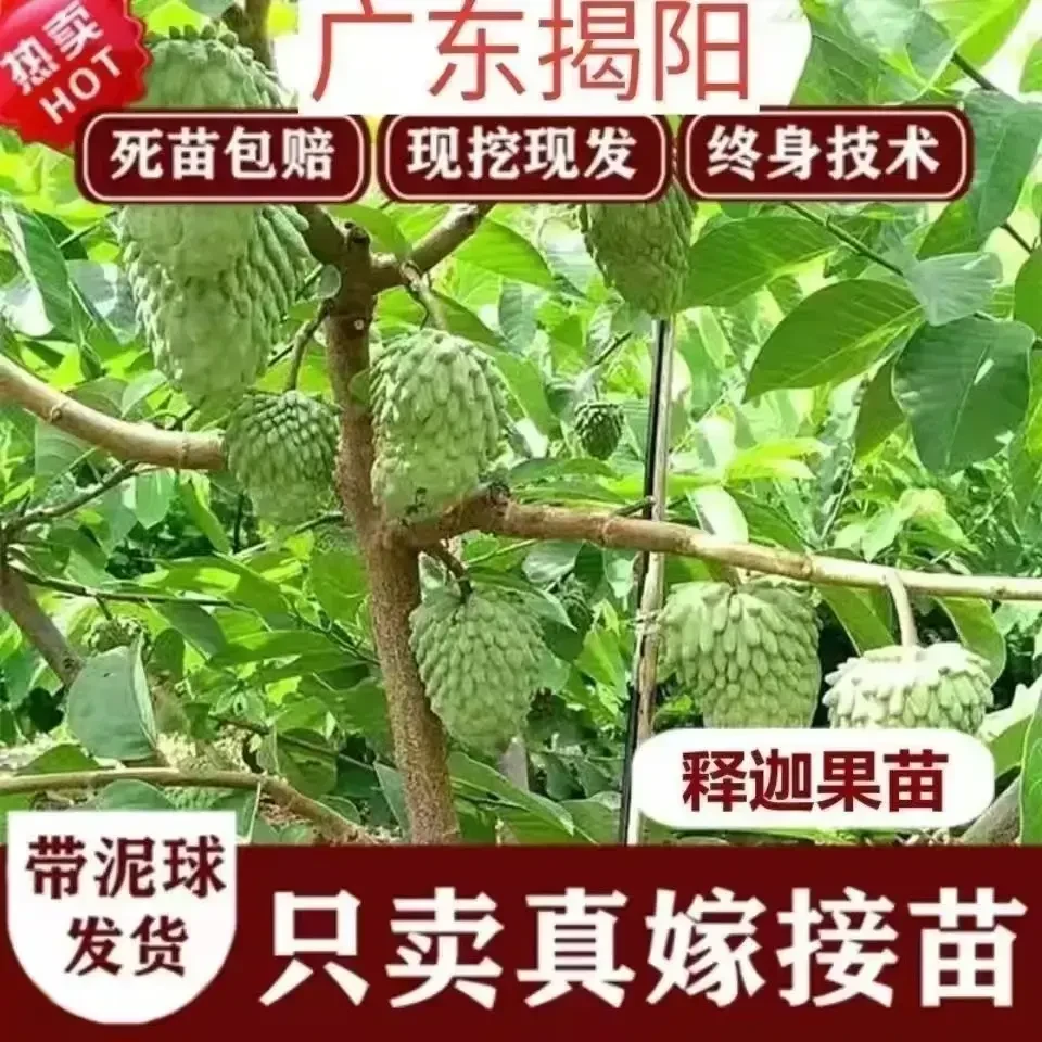 释迦果苗树带果台湾凤梨嫁接果树果苗榴莲庭院南方种植盆栽地栽苗