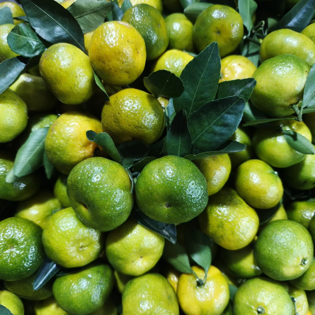 江西赣南寻乌现摘无籽青皮蜜桔新鲜应季水果