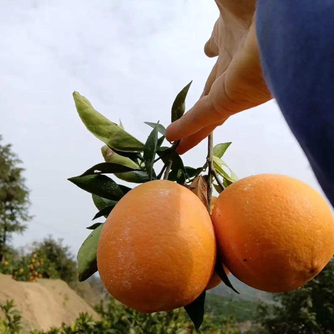 湖南省常德市石门县纽荷尔脐橙新鲜应季水果产地直发多汁香甜