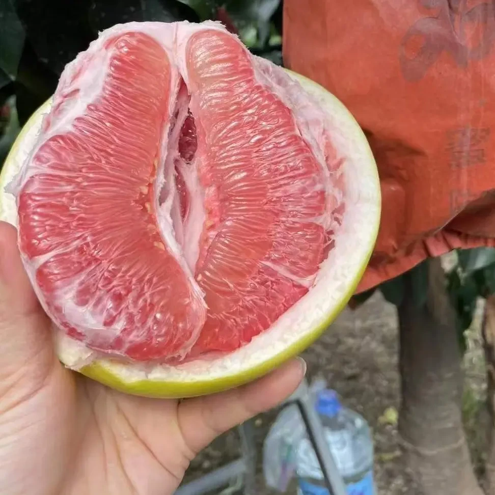 福建平和琯溪三红蜜柚新鲜水果酸甜可口现摘现发