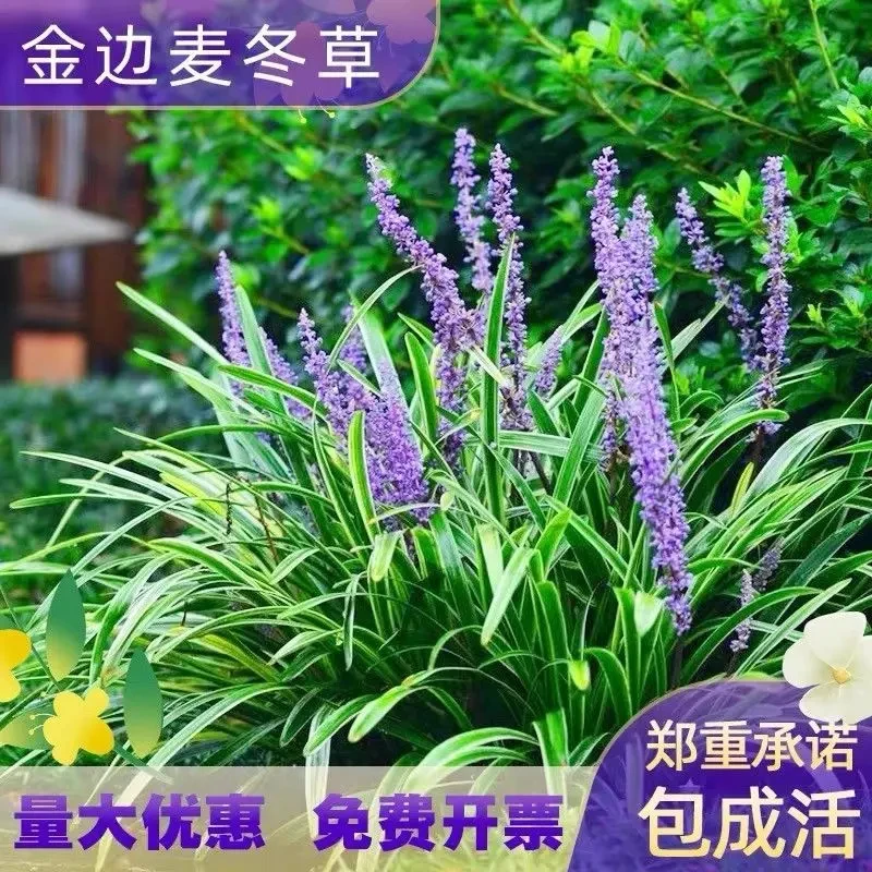 金边麦冬草紫花庭院别墅室外绿化四季常青耐寒耐阴地被植物沿阶草