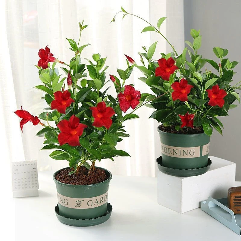 大叶飘香藤花四季开花花卉绿植盆栽植物阳台庭院爬藤红色双喜藤