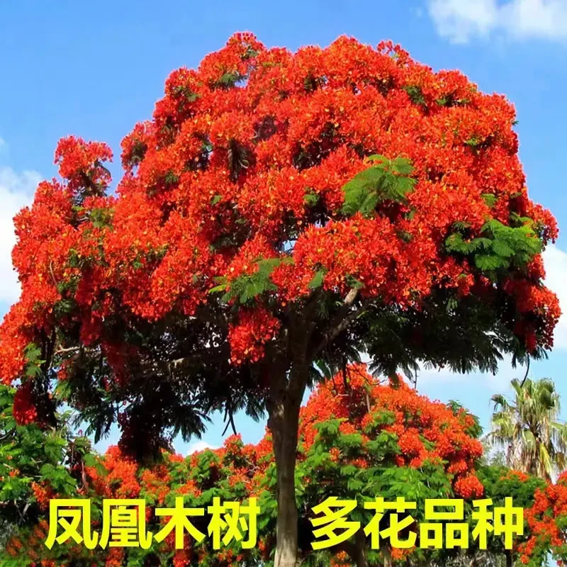 凤凰木树苗特大红花楹树苗盆栽植物园林庭院绿化苗风景树当年开花