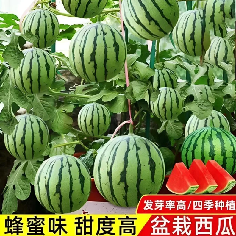 【红玉盆栽小西瓜】种子早熟红玉西瓜种籽高产四季易成熟活发芽高