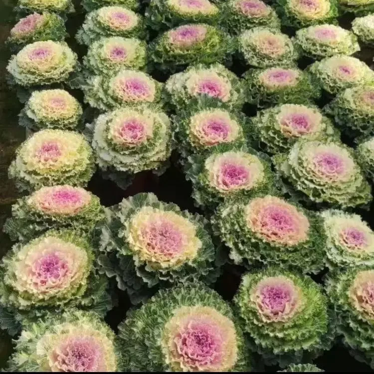 多头羽衣甘蓝盆栽庭院花卉耐寒耐晒易养好活