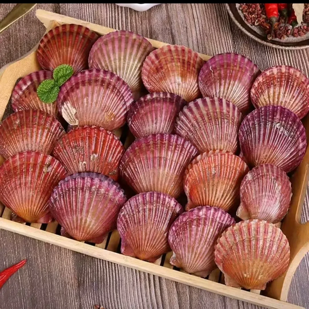 【原料】鲜活扇贝小红贝肉质鲜嫩饱满顺丰冷链保鲜发货