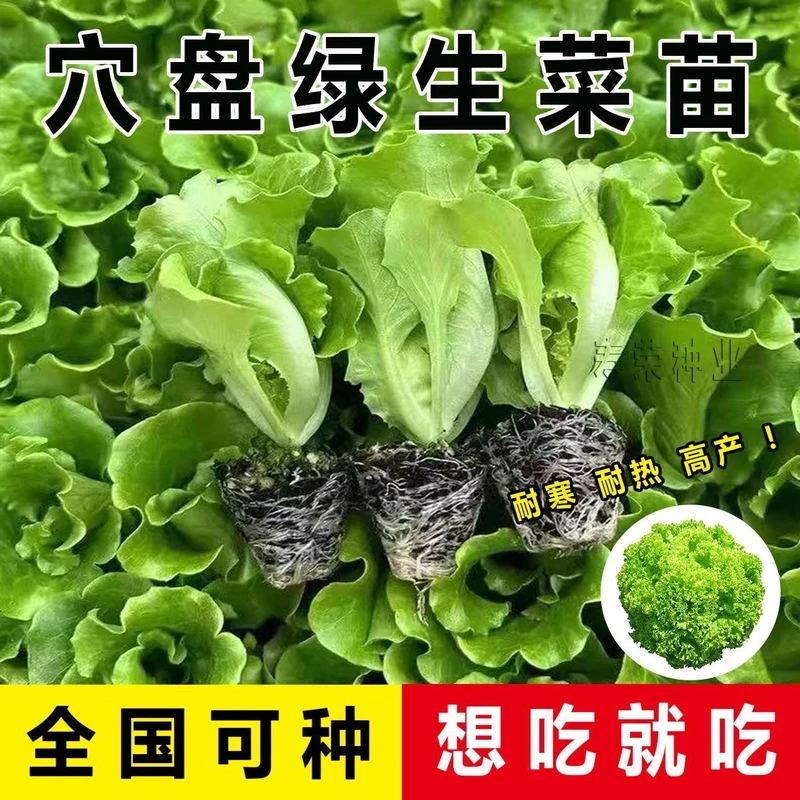 奶油生菜苗秧苗意大利生菜幼苗春秋冬季均可种植阳台盆栽菜苗