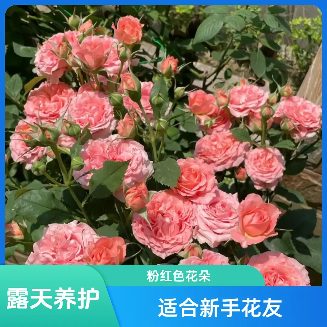 【珊瑚果冻】1.5加仑露天养殖2-3年月季花苗情庭院花卉绿栽种养护花