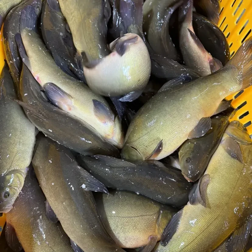 东北冷水丁桂鱼5斤顺丰包邮