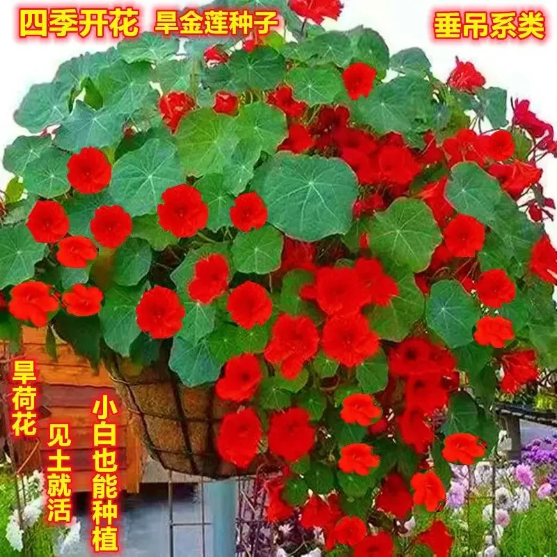 多年生四季盆栽花旱金莲种子盘旋鸟旱荷花籽种爬藤攀爬垂吊