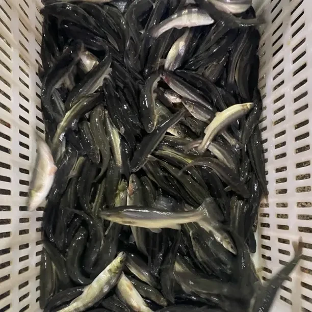 东北柳根冷水鱼顺丰发货鲜活