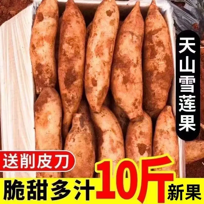 2025年云南天山雪莲果新鲜水果孕妇的黄心雪莲果脆甜爽口多汁批发