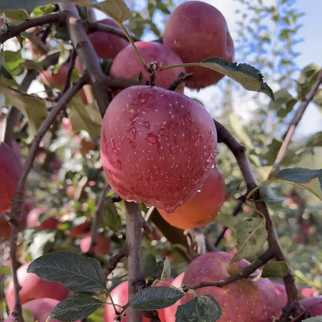 新鲜采摘红富士冰糖心丑苹果大果十斤装