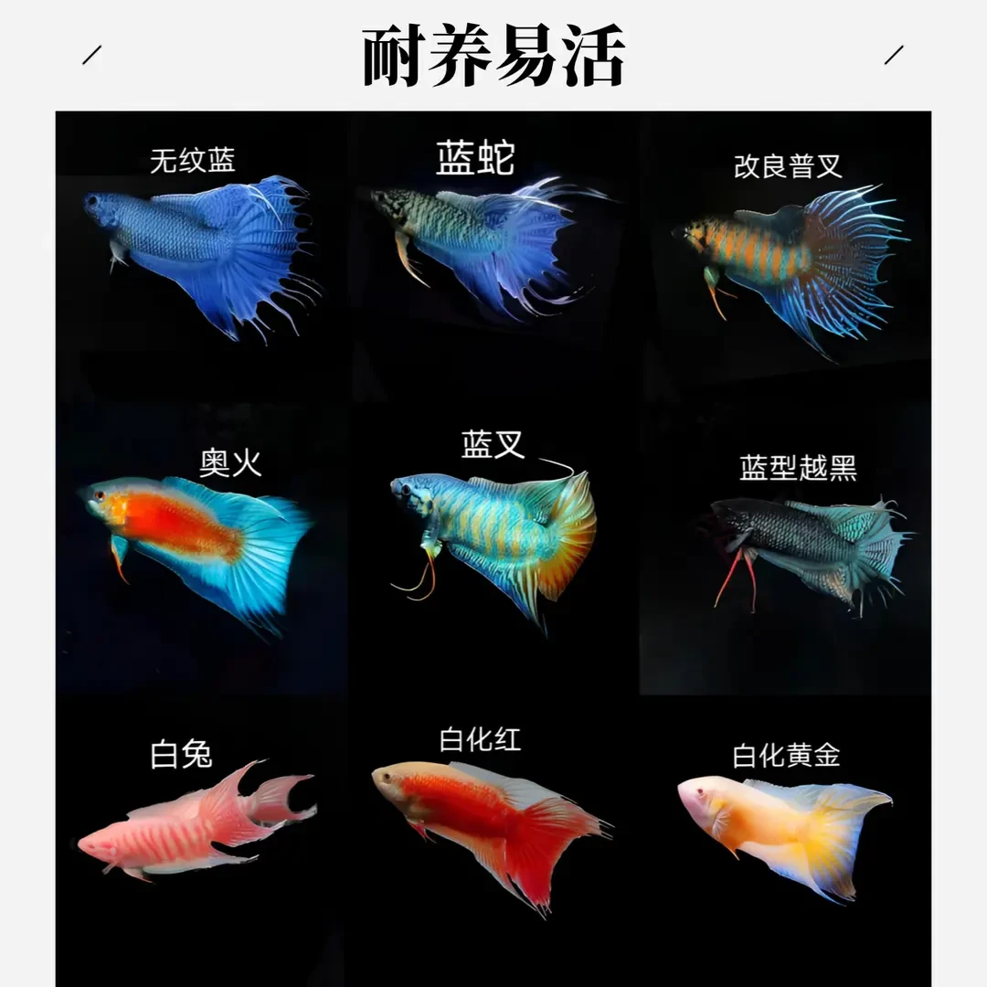 【直播间--严选】中国斗鱼冷水淡水观赏鱼小型鱼苗耐养不打氧好养活