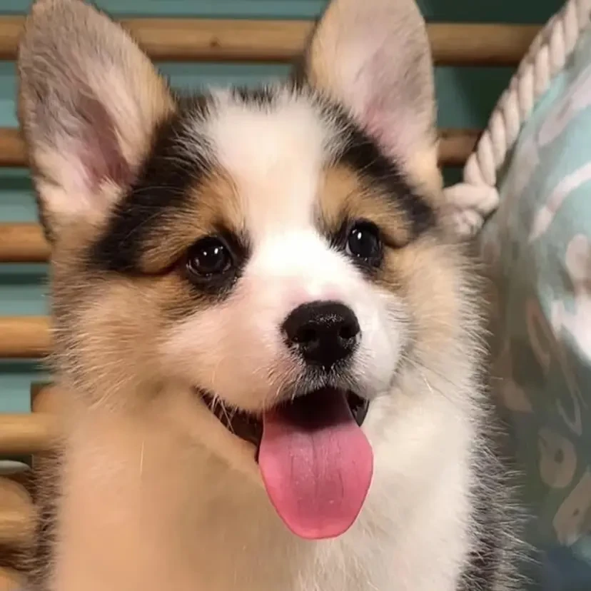 柯基犬幼犬黄白短腿小型纯种双色三色