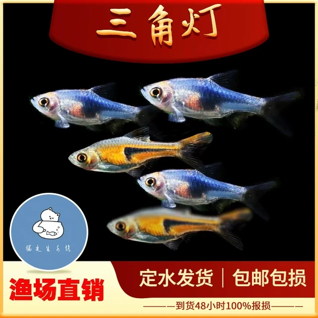 三角灯鱼紫三角灯金三角正三角苏门答腊灯科群游热带观赏鱼活体鱼