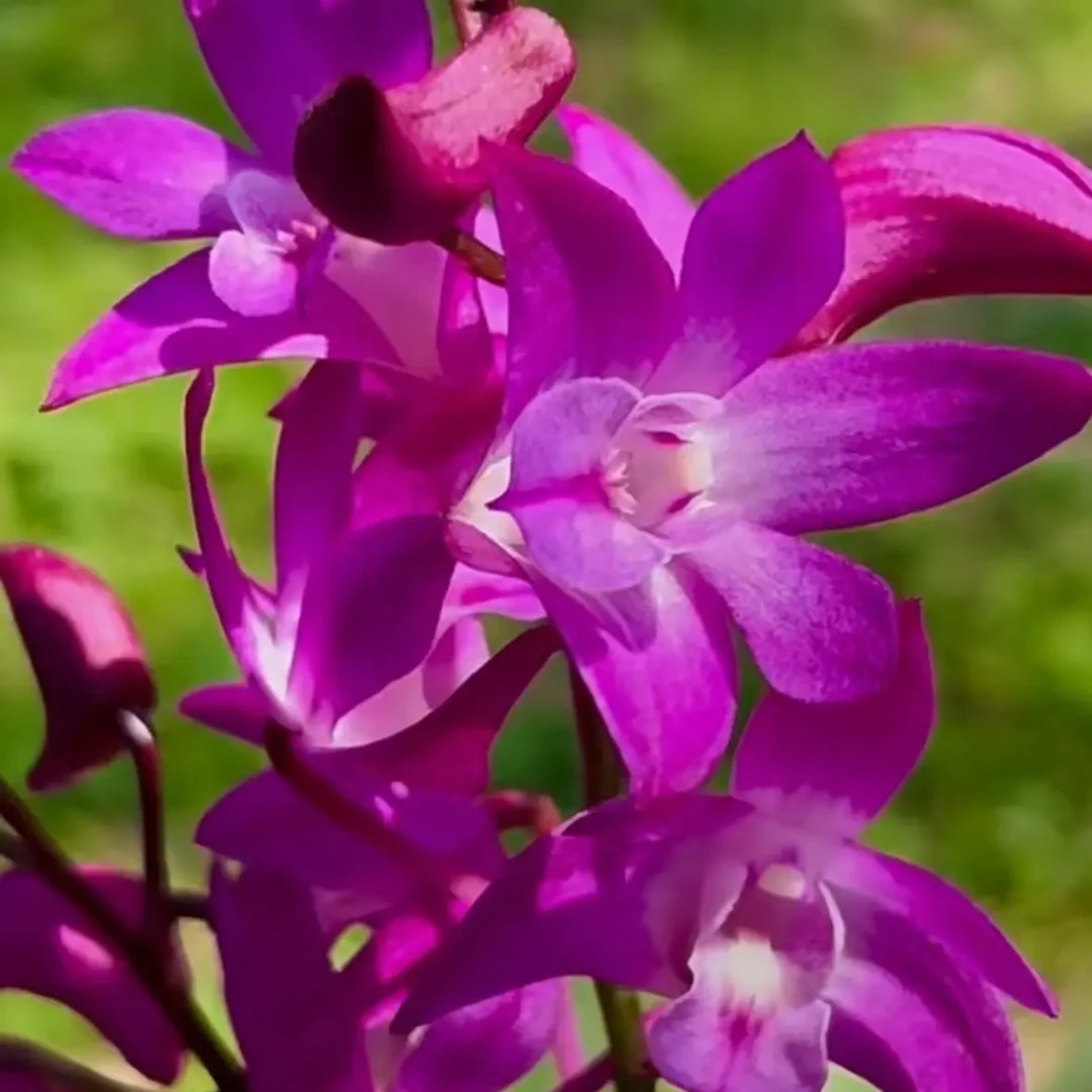 香花紫蝶石斛石斛兰，花浓香花期长，一年开两次花