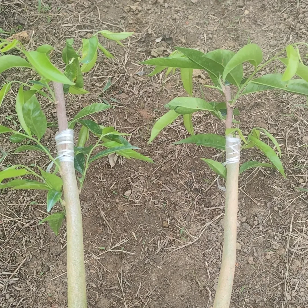 新一代香脉品种绿植美观实