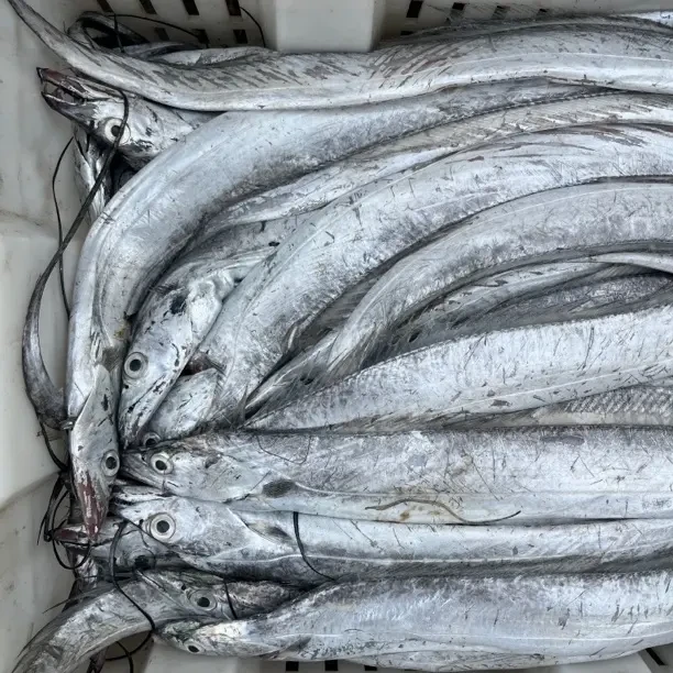 海捕野生北方冷水小眼睛油带鱼/大号（4-5两每条)4斤/整条顺丰包邮