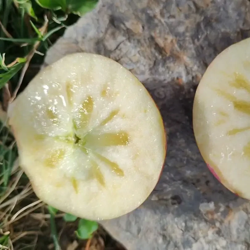 大凉山冰糖心苹果树上自然成熟脆甜多汁包邮