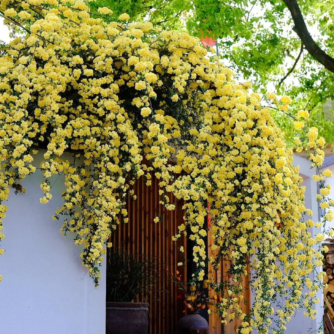 黄木香红木香爬藤植物耐寒四季开花好养庭院浓香木香花盆栽重瓣